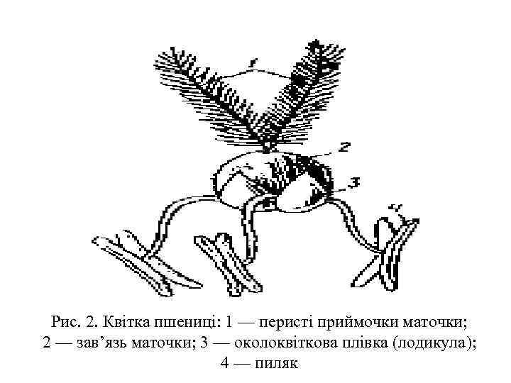 Рис. 2. Квітка пшениці: 1 — перисті приймочки маточки; 2 — зав’язь маточки; 3