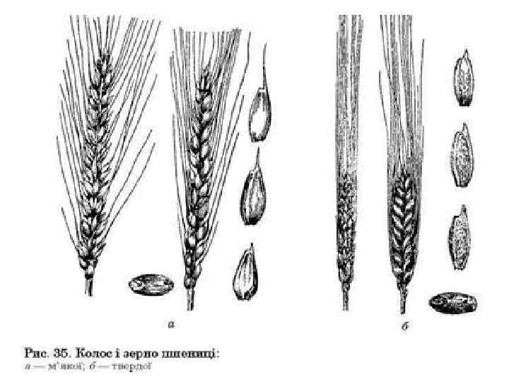 Строение зерна ржи. Строение пшеницы ржи ячменя. Форма зерновки рожь. Строение колоска тритикале.