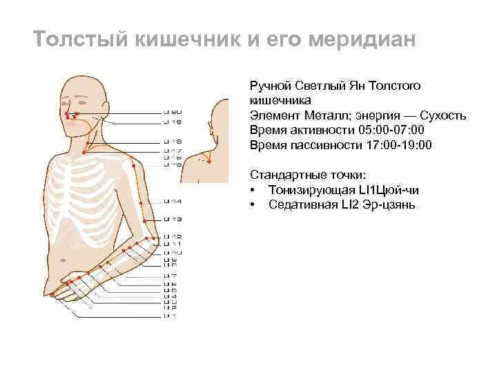 Картинка меридиан толстого кишечника