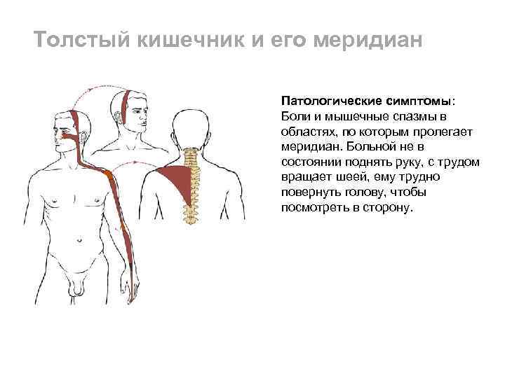 Картинка меридиан толстого кишечника