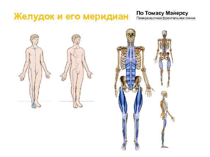 Функциональная линия. Анатомические поезда Томаса Майерса.