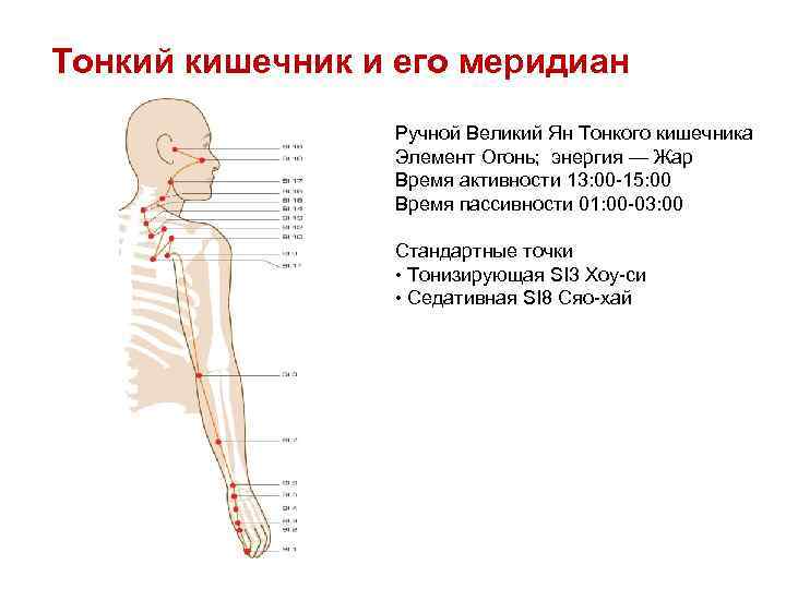 Меридиан тонкого кишечника