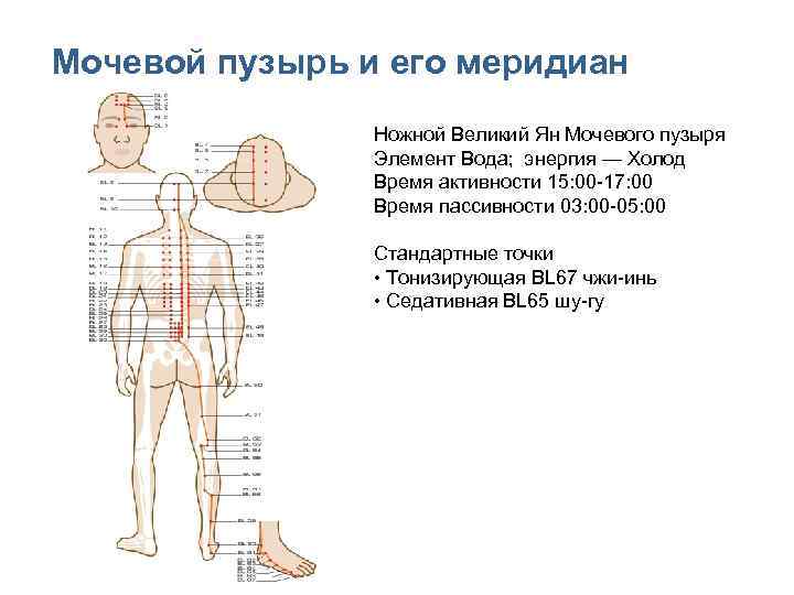 Меридиан мочевого пузыря точки расположения картинки