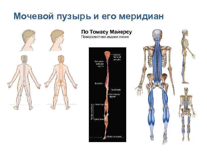 Задняя линия. Анатомические поезда Томас Майерс поверхностная задняя линия. Анатомические поезда Томас Майерс глубинная линия. Поверхностная задняя линия руки.Майерс. Миофасциальные цепи схема Майерса.