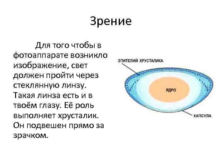 Зрение Для того чтобы в фотоаппарате возникло изображение, свет должен пройти через стеклянную линзу.