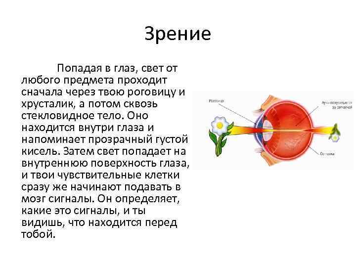 Зрение Попадая в глаз, свет от любого предмета проходит сначала через твою роговицу и