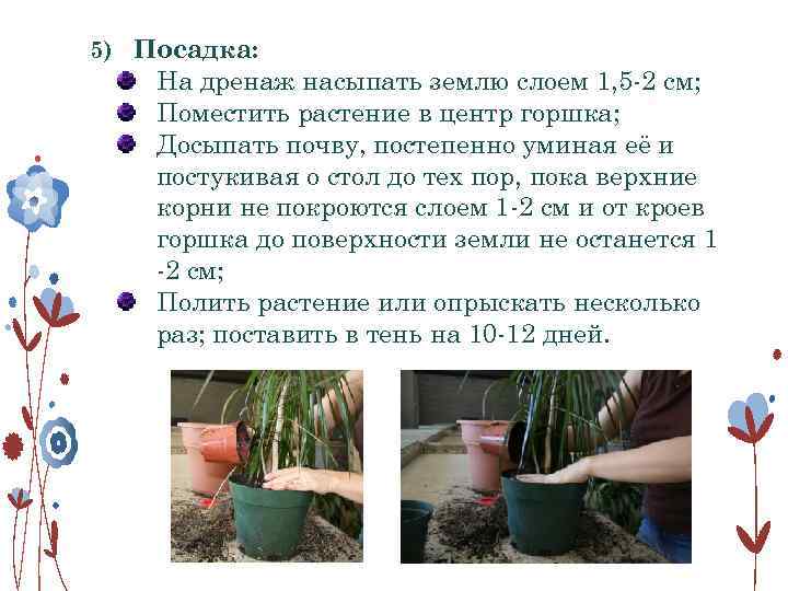 5) Посадка: На дренаж насыпать землю слоем 1, 5 -2 см; Поместить растение в