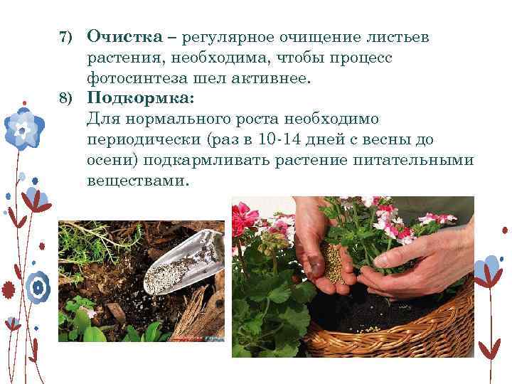 7) Очистка – регулярное очищение листьев растения, необходима, чтобы процесс фотосинтеза шел активнее. 8)