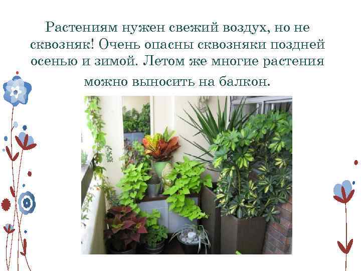 Растениям нужен свежий воздух, но не сквозняк! Очень опасны сквозняки поздней осенью и зимой.