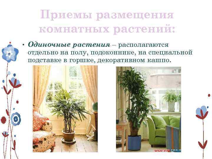 Приемы размещения комнатных растений: • Одиночные растения – располагаются отдельно на полу, подоконнике, на