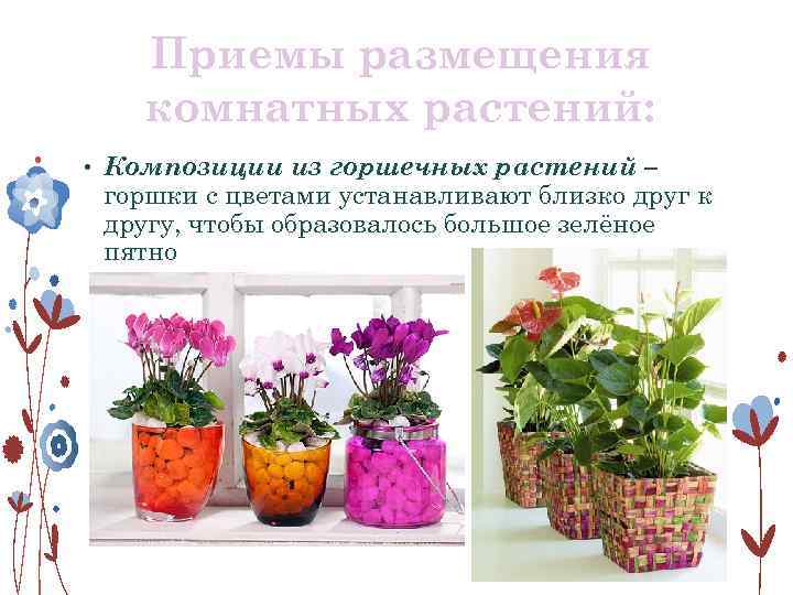 Приемы размещения комнатных растений: • Композиции из горшечных растений – горшки с цветами устанавливают