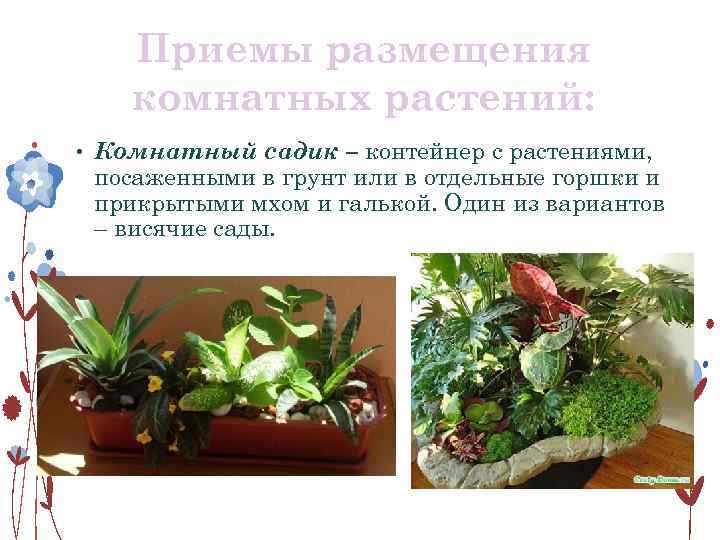 Приемы размещения комнатных растений: • Комнатный садик – контейнер с растениями, посаженными в грунт