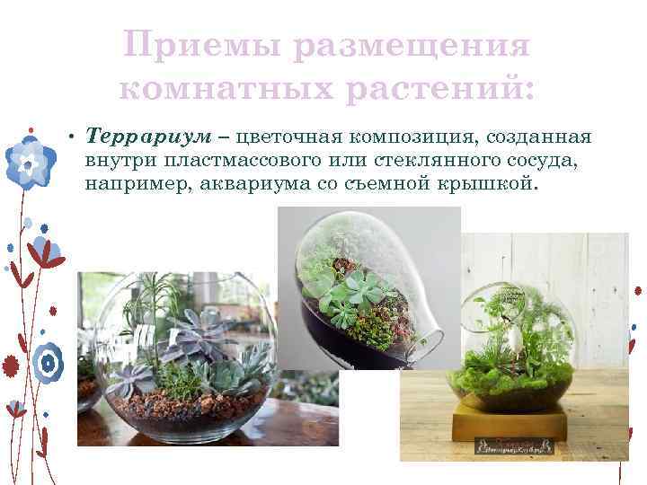 Приемы размещения комнатных растений: • Террариум – цветочная композиция, созданная внутри пластмассового или стеклянного