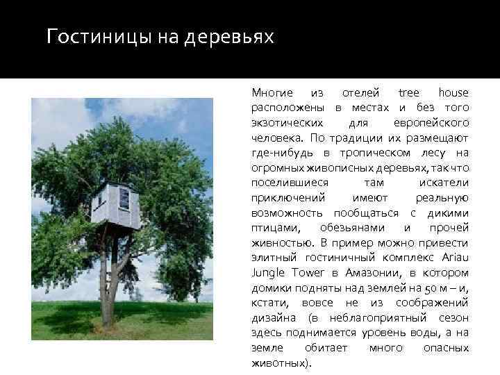 Гостиницы на деревьях Многие из отелей tree house расположены в местах и без того