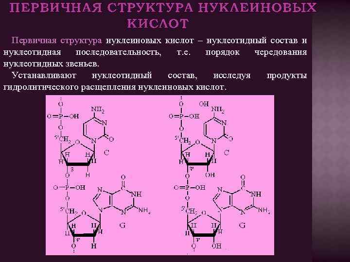 ПЕРВИЧНАЯ СТРУКТУРА НУКЛЕИНОВЫХ КИСЛОТ Первичная структура нуклеиновых кислот – нуклеотидный состав и нуклеотидная последовательность,