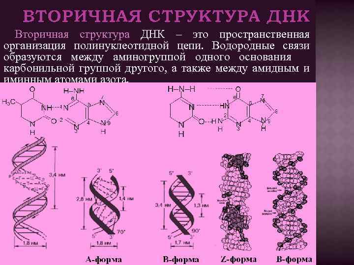 ВТОРИЧНАЯ СТРУКТУРА ДНК Вторичная структура ДНК – это пространственная организация полинуклеотидной цепи. Водородные связи