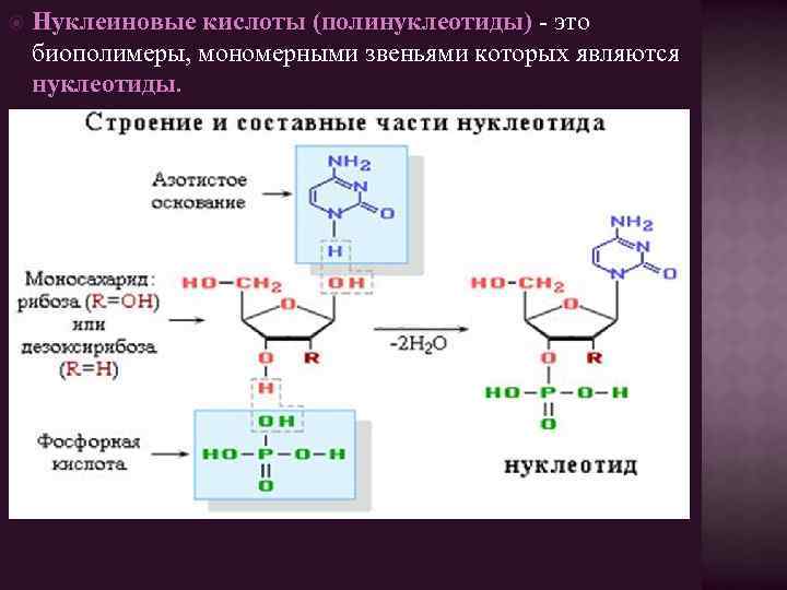 Строение полинуклеотида в виде схемы