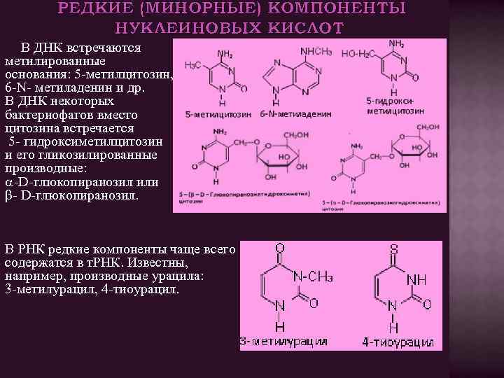 РЕДКИЕ (МИНОРНЫЕ) КОМПОНЕНТЫ НУКЛЕИНОВЫХ КИСЛОТ В ДНК встречаются метилированные основания: 5 метилцитозин, 6 N