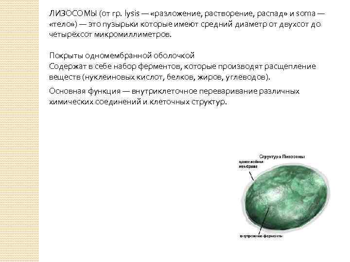 ЛИЗОСОМЫ (от гр. lysis — «разложение, растворение, распад» и soma — «тело» ) —