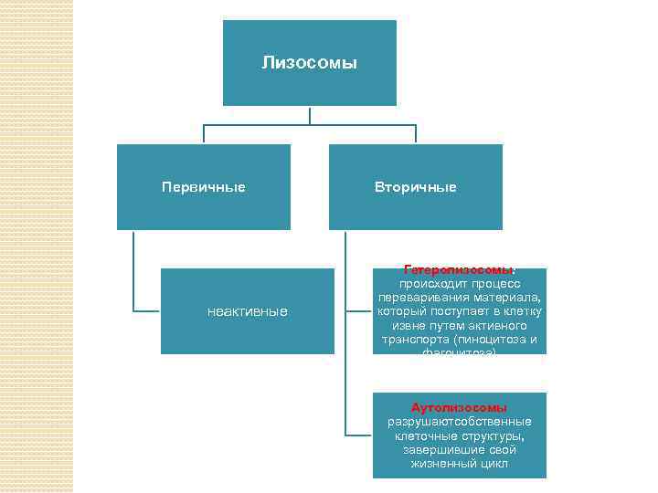 Лизосомы Первичные неактивные Вторичные Гетеролизосомы: происходит процесс переваривания материала, который поступает в клетку извне
