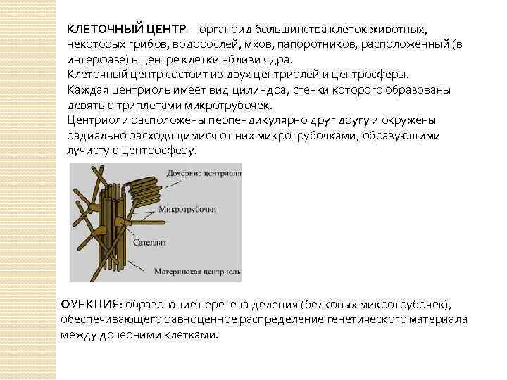 КЛЕТОЧНЫЙ ЦЕНТР— органоид большинства клеток животных, некоторых грибов, водорослей, мхов, папоротников, расположенный (в интерфазе)