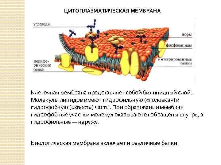 ЦИТОПЛАЗМАТИЧЕСКАЯ МЕМБРАНА Клеточная мембрана представляет собой билипидный слой. Молекулы липидов имеют гидрофильную ( «головка»