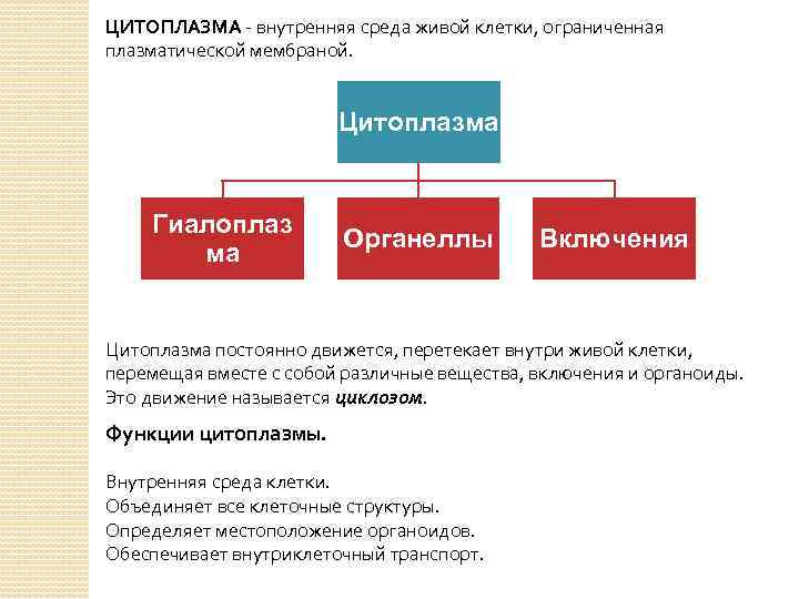 ЦИТОПЛАЗМА - внутренняя среда живой клетки, ограниченная плазматической мембраной. Цитоплазма Гиалоплаз ма Органеллы Включения
