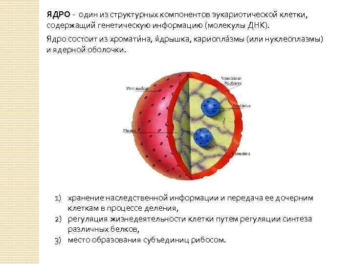 Строение ядра кратко