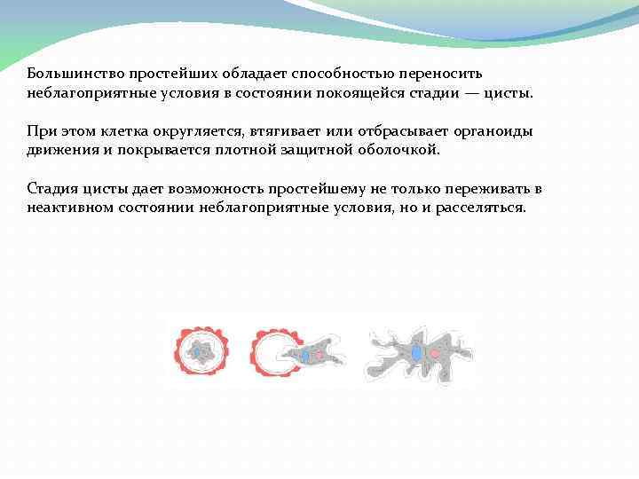 Большинство простейших обладает способностью переносить неблагоприятные условия в состоянии покоящейся стадии — цисты. При