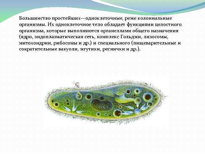 Какова роль одноклеточных организмов