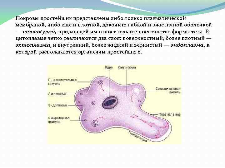 Покровы простейших представлены либо только плазматической мембраной, либо еще и плотной, довольно гибкой и