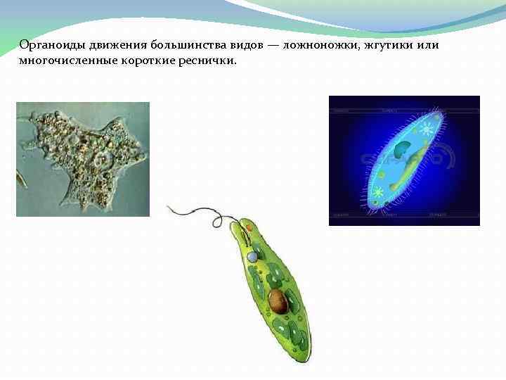 К простейшим относятся