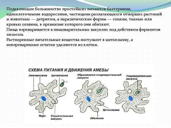 Подавляющее большинство простейших питаются бактериями, одноклеточными водорослями, частицами разлагающихся отмерших растений и животных —