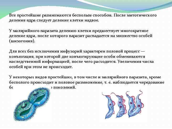 Размножение простейших. Митотическое деление одноклеточных. Способ размножения деление клетки надвое. Способы размножения простейших. Простым делением клетки надвое размножаются.