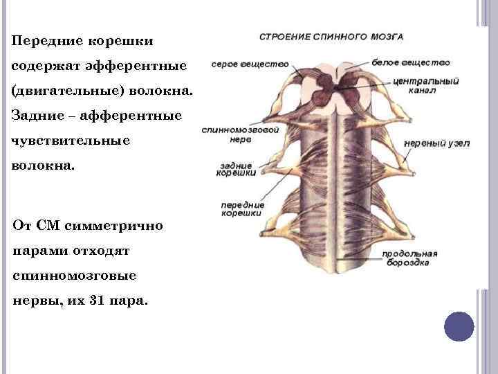 Двигательные и чувствительные корешки