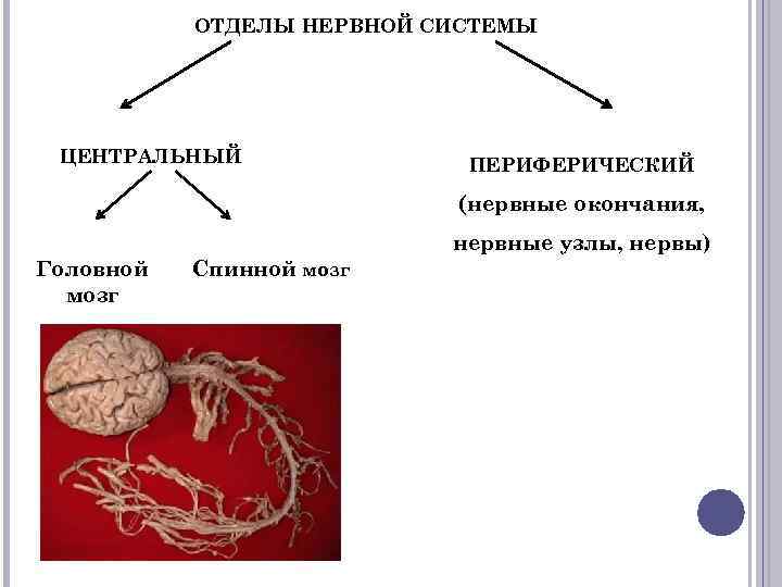 Отдел отличаться. Центральный и периферический отделы нервной системы. Узлы нервной системы. Периферический отдел нервные узлы и. Периферическая нервная система нервные узлы и.