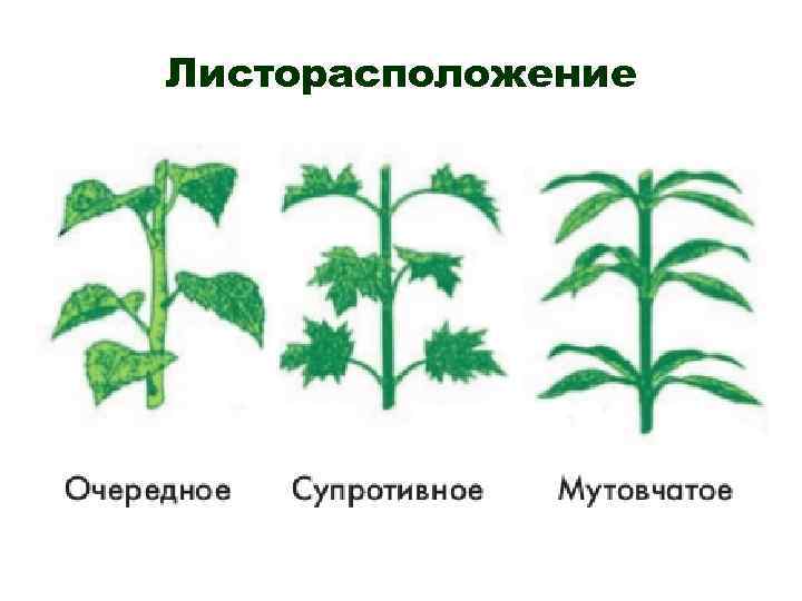 Супротивное листорасположение примеры картинки