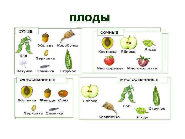 Какие из перечисленных плодов сухие. Типы сухих многосемянных плодов. Сухие односемянные растения. Коллекция сухих плодов растений. Типы плодов растений.