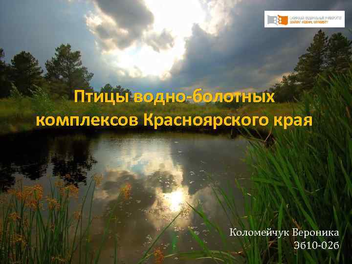 Птицы водно-болотных комплексов Красноярского края Коломейчук Вероника Эб 10 -02 б 