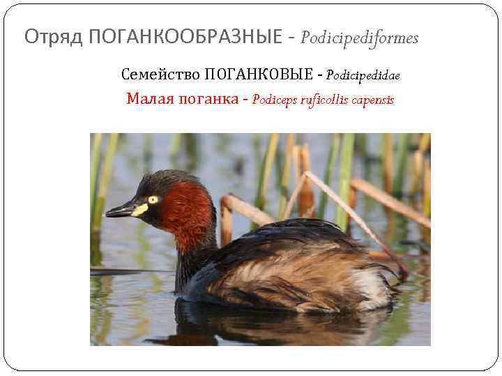 Отряд ПОГАНКООБРАЗНЫЕ - Podicipediformes Семейство ПОГАНКОВЫЕ - Podicipedidae Малая поганка - Podiceps ruficollis capensis