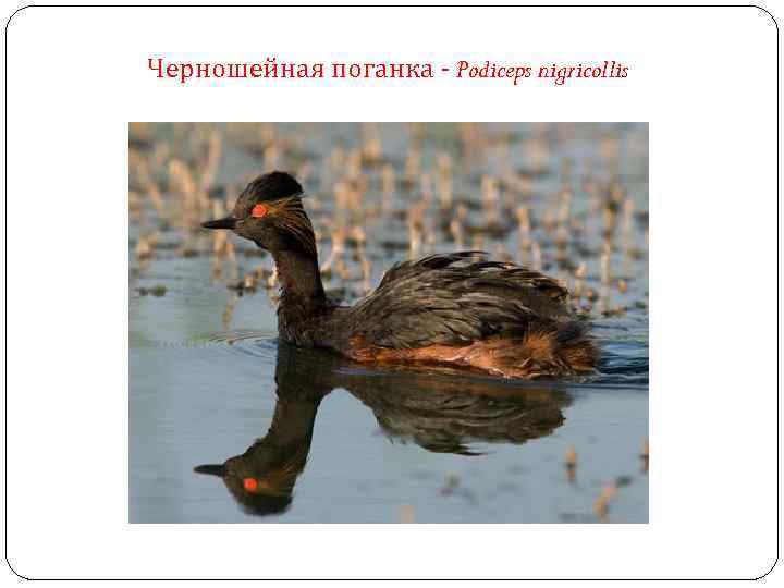 Черношейная поганка - Podiceps nigricollis 