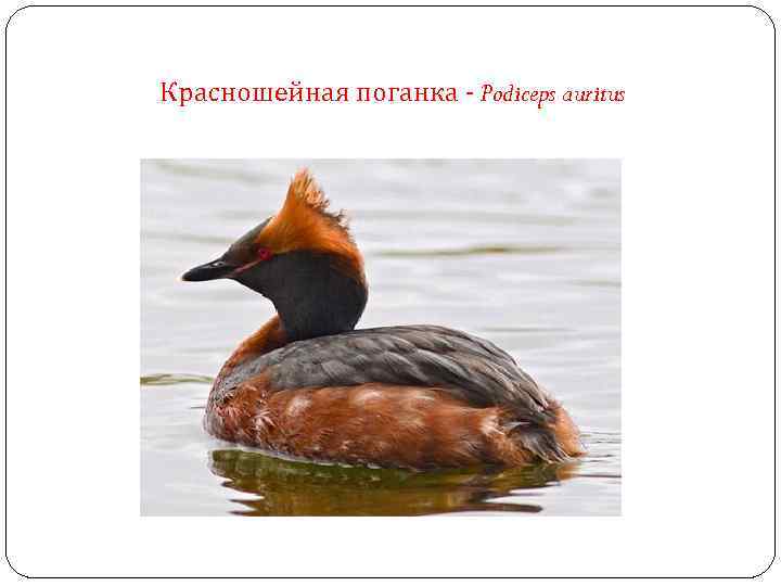 Красношейная поганка - Podiceps auritus 