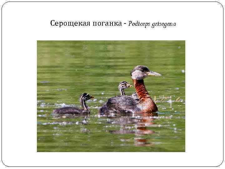 Серощекая поганка - Podiceps grisegena 