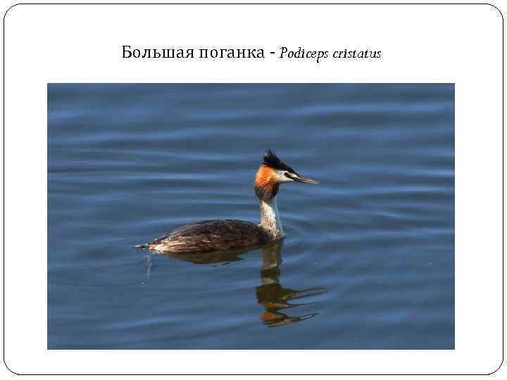 Большая поганка - Podiceps cristatus 