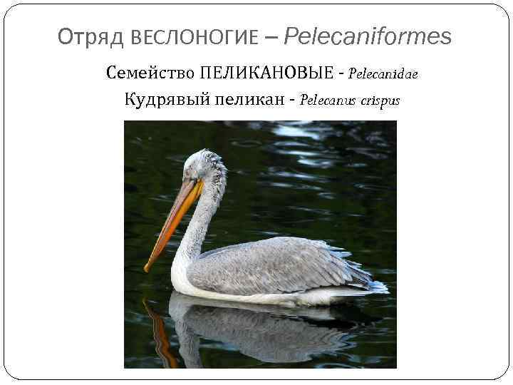 Отряд ВЕСЛОНОГИЕ – Pelecaniformes Семейство ПЕЛИКАНОВЫЕ - Pelecanidae Кудрявый пеликан - Pelecanus crispus 