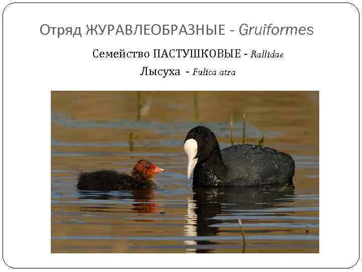 Отряд ЖУРАВЛЕОБРАЗНЫЕ - Gruiformes Семейство ПАСТУШКОВЫЕ - Rallidae Лысуха - Fulica atra 