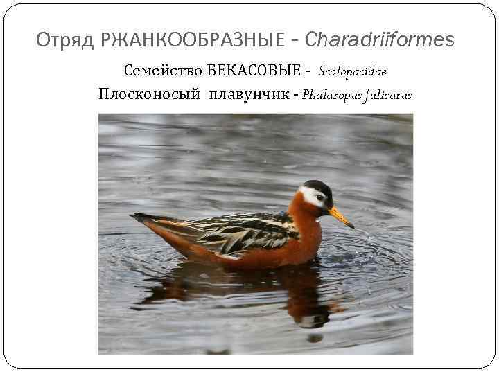 Отряд РЖАНКООБРАЗНЫЕ - Charadriiformes Семейство БЕКАСОВЫЕ - Scolopacidae Плосконосый плавунчик - Phalaropus fulicarus 