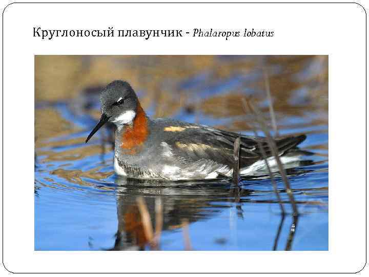 Круглоносый плавунчик - Phalaropus lobatus 