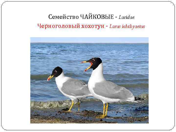 Семейство ЧАЙКОВЫЕ - Laridae Черноголовый хохотун - Larus ichthyaetus 