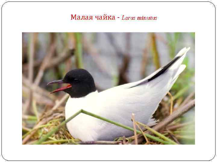 Малая чайка - Larus minutus 